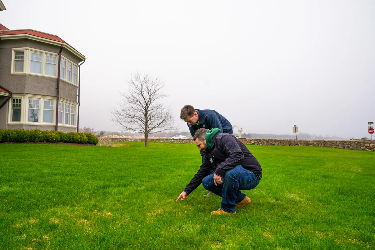 lawn care treatments